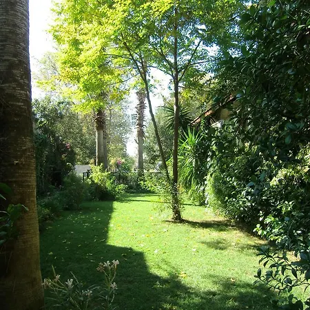 Happy Caretta 达利安