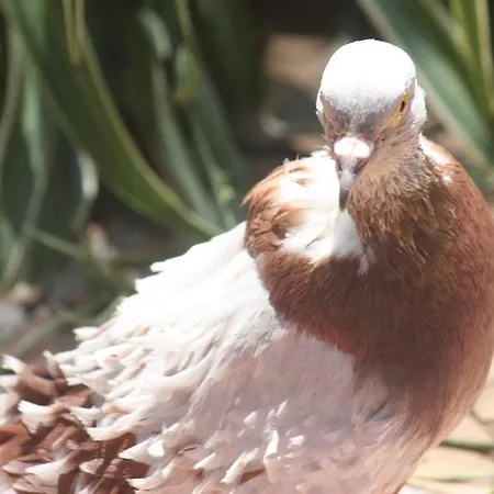 Happy Caretta 达利安