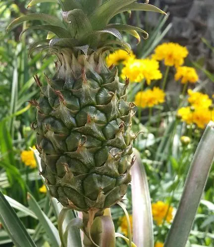 Happy Caretta 3* Dalyan