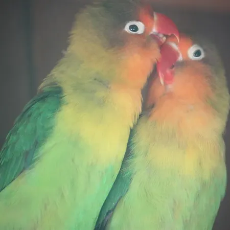 Happy Caretta 3* ダルヤン