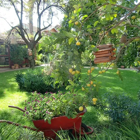 Happy Caretta Dalyan