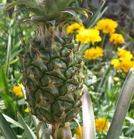 Happy Caretta 3* Dalyan