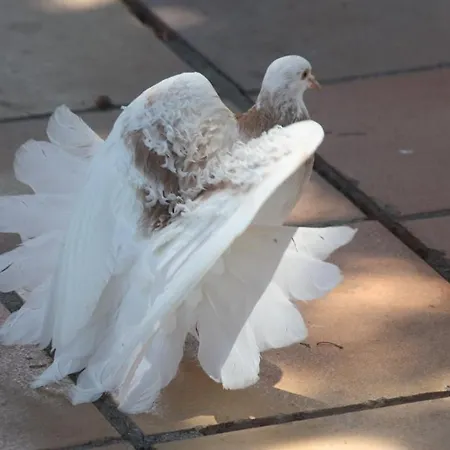 Happy Caretta Pensiune