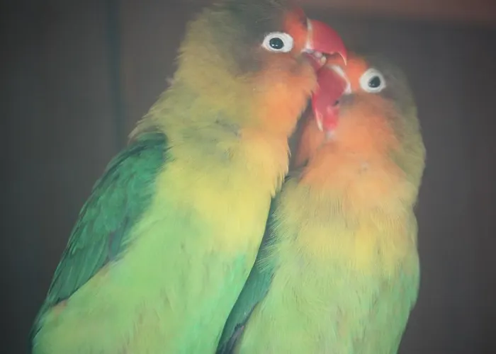 Happy Caretta 3* Dalyan