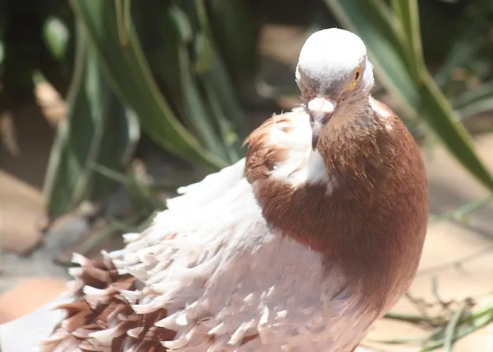 Happy Caretta Dalyan