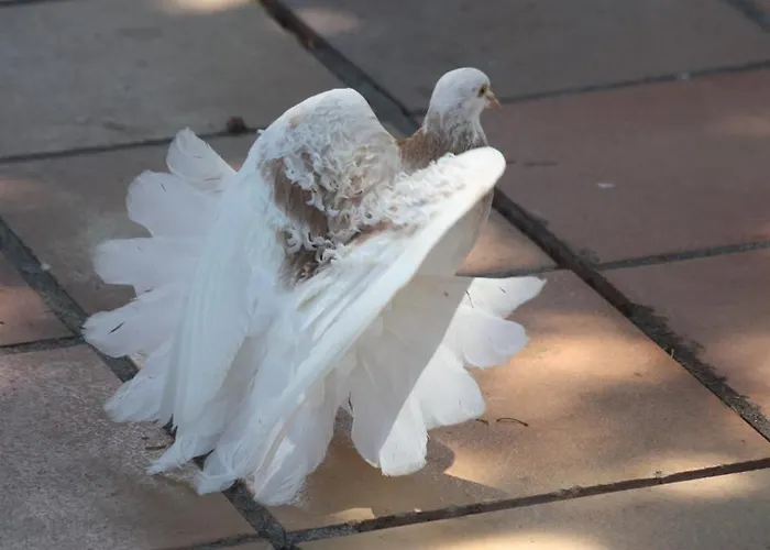 Happy Caretta Gasthuis